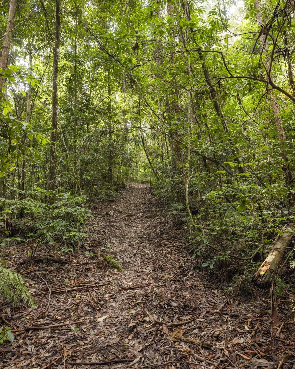 Mobong Track