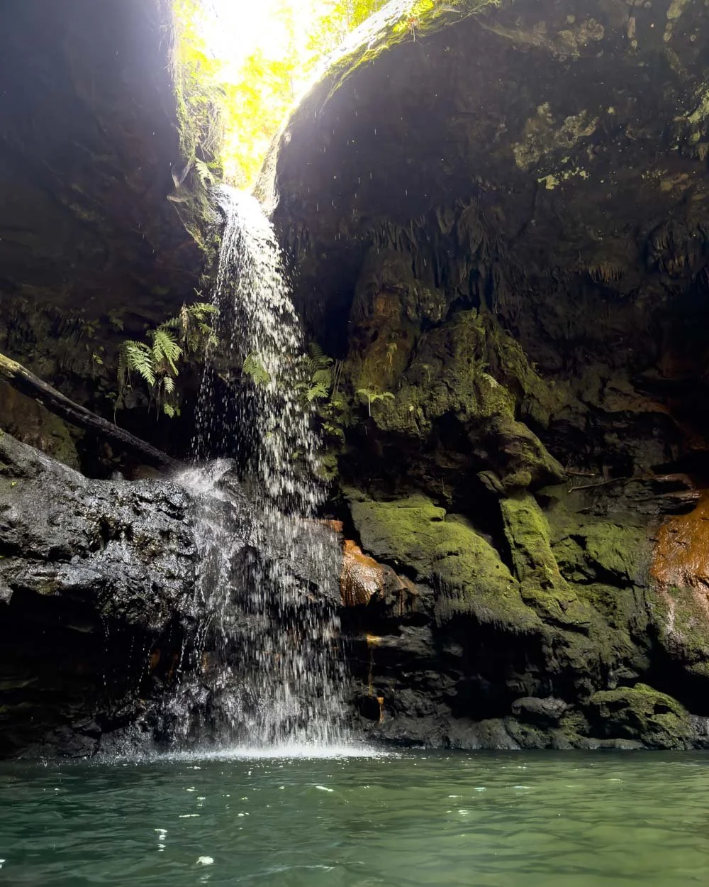 sassafras gully