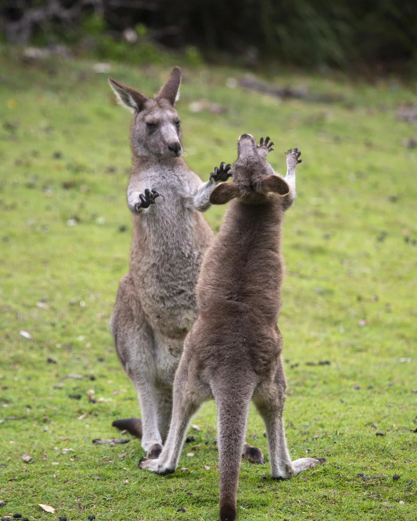 kangaroos boxing