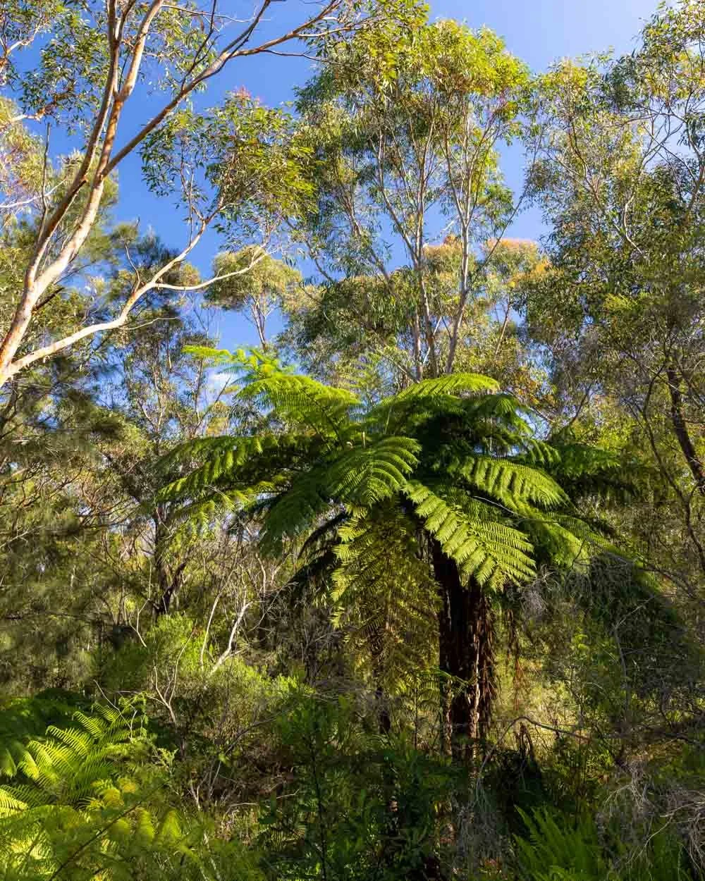 Engadine Falls Track