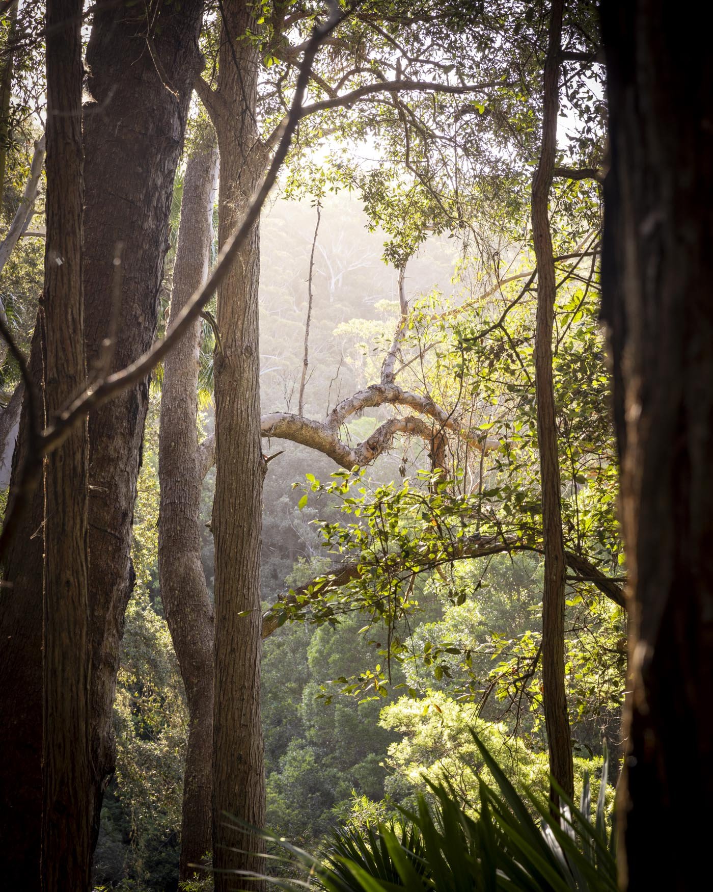 The rainforest on the forest path - best walks in Royal National Park