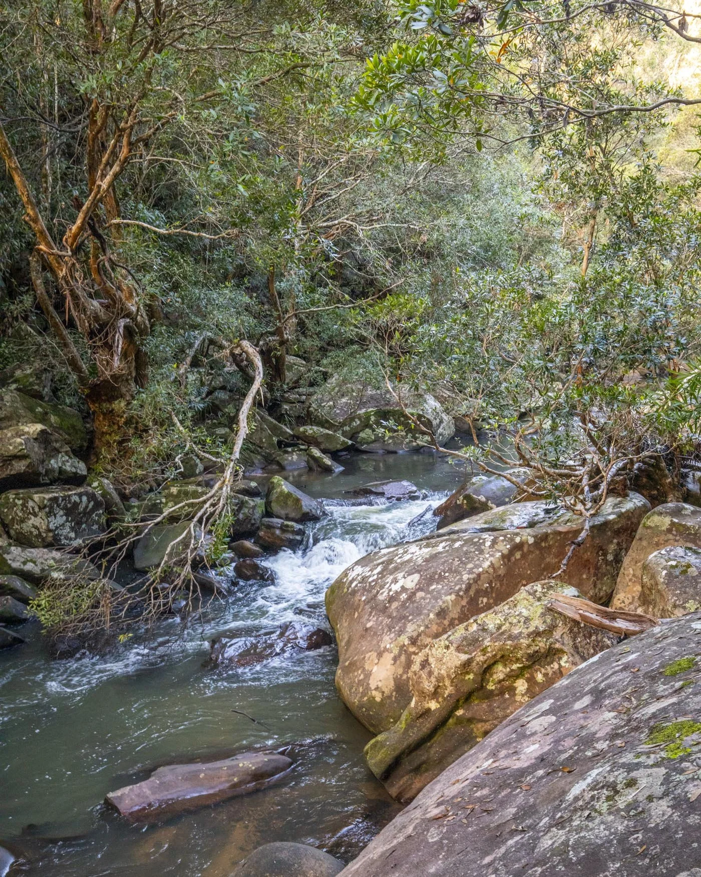 The Couranga Trail in Royal National Park