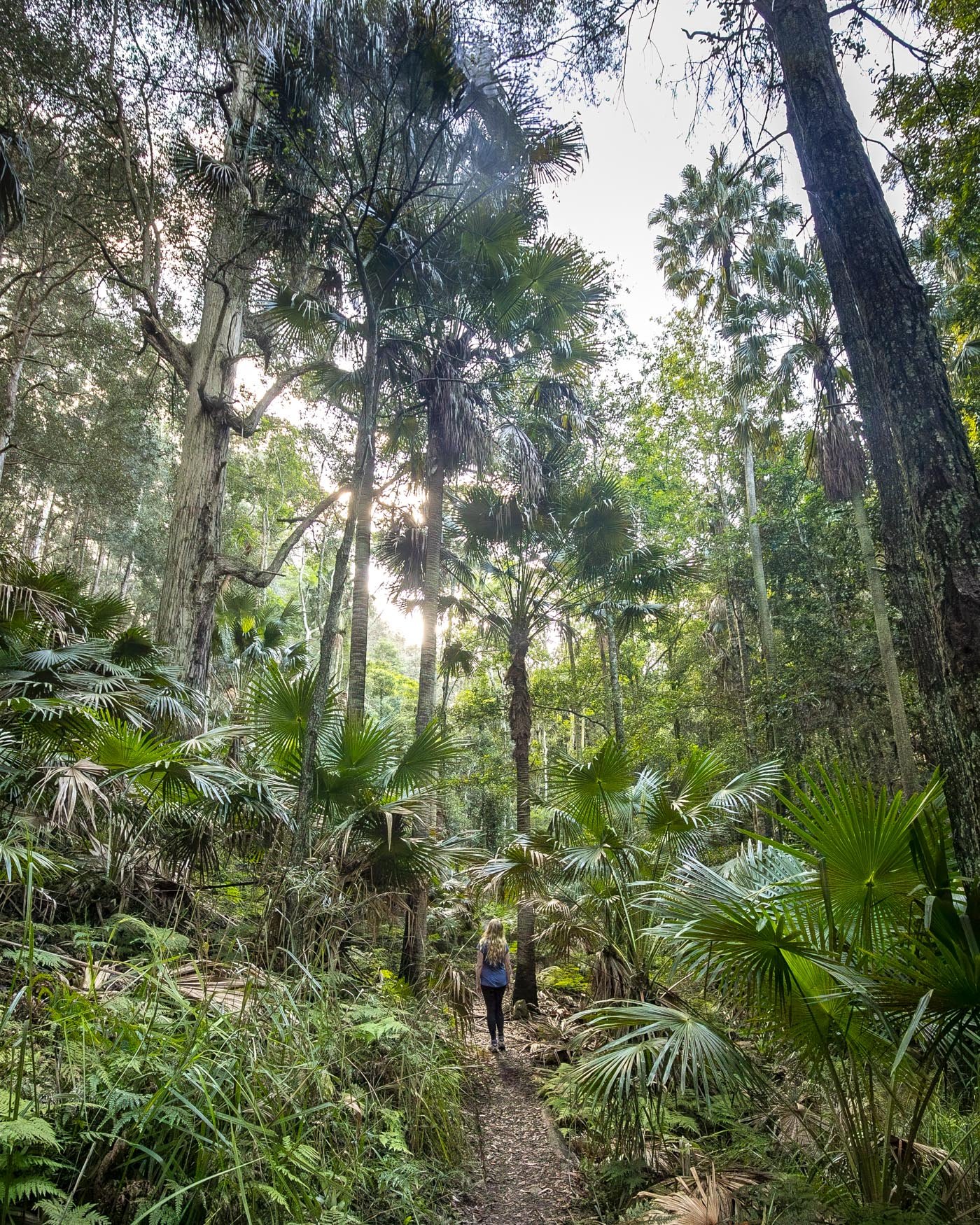 The rainforest near Sydney - Forest Path