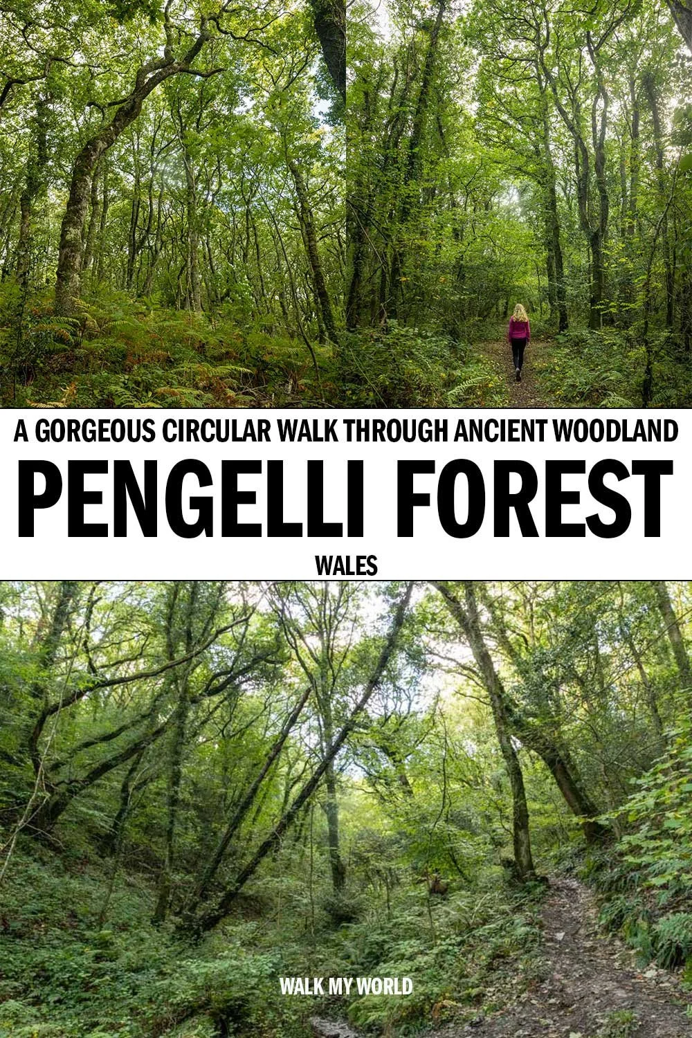 Pengelli Forest a easy circular walk through ancient woodland