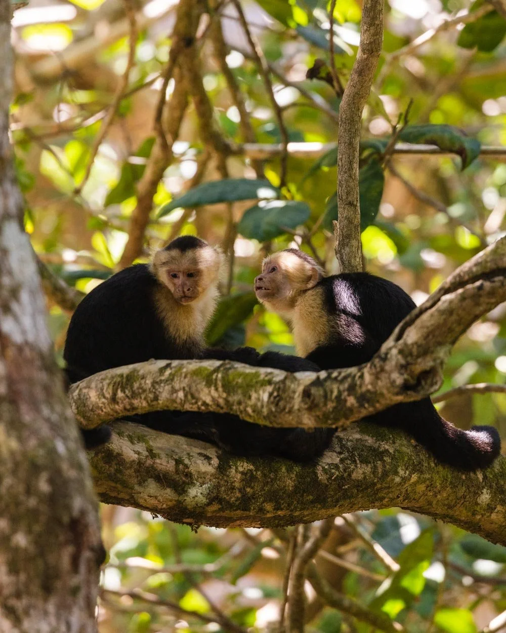 Where to see wildlife in Costa Rica without a tour — Walk My World