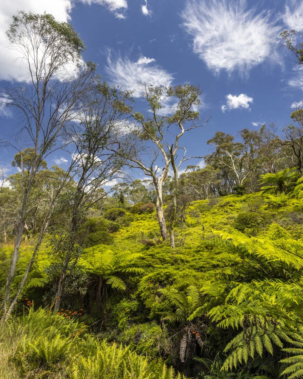 Charles Darwin Walk