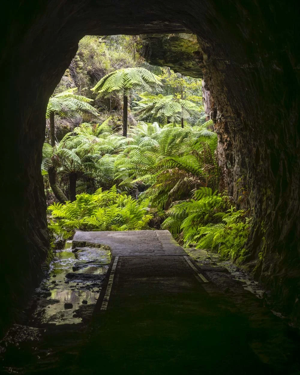 Inside the glow worm tunnel