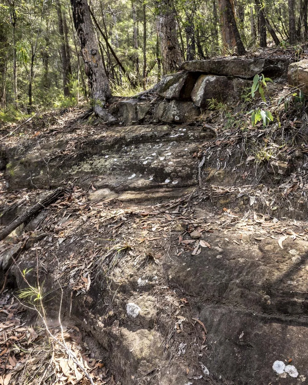 The trail down to Shaws Pool in Springwood