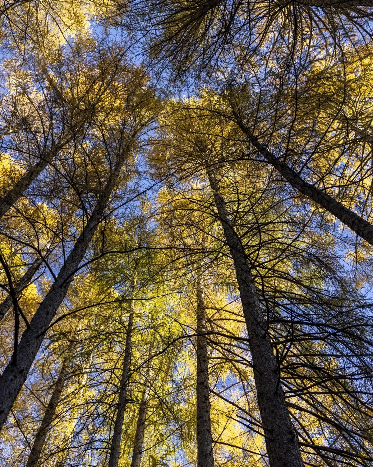 Bendora Arboretum