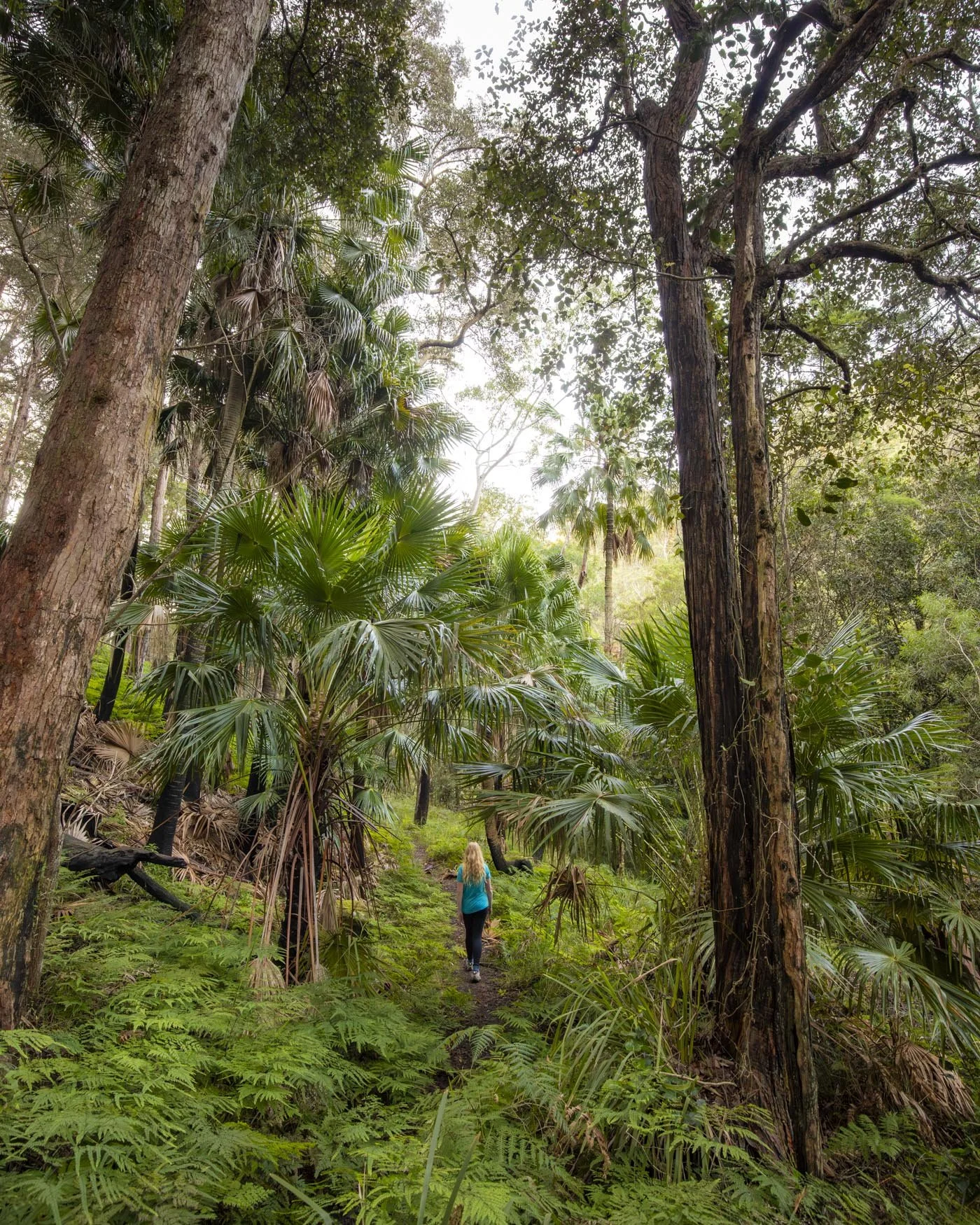 Couranga Trail - Best Bush Walks in Sydney