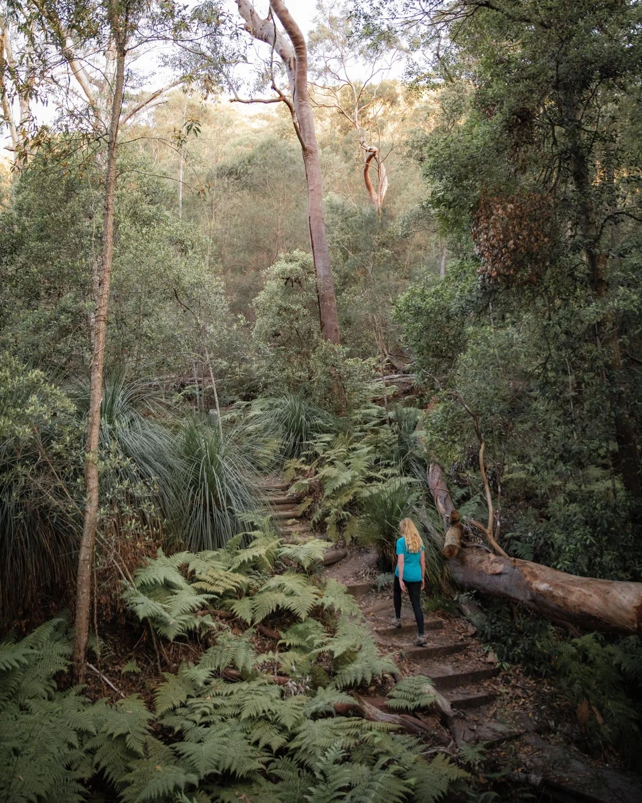 thornleigh to hornsby walk