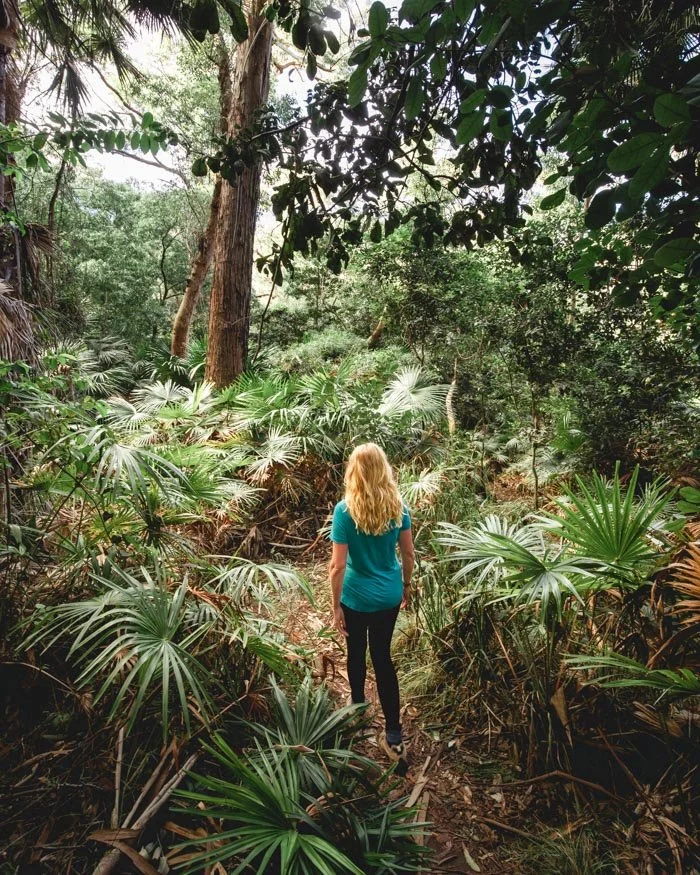 Walking to Werrong Beach - The epic rainforest