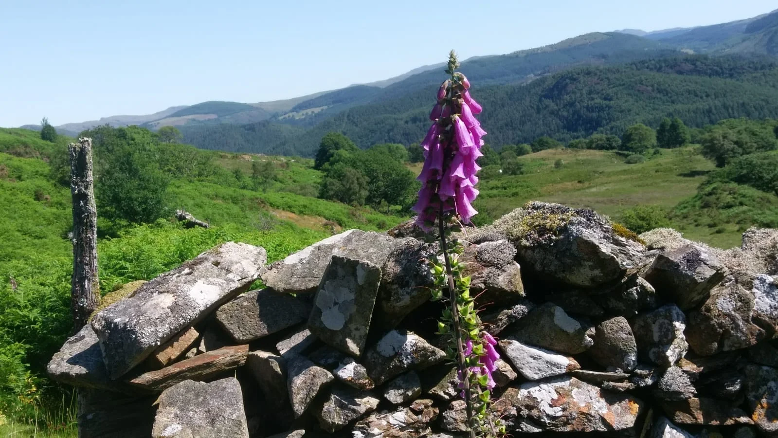 Bryn Glo