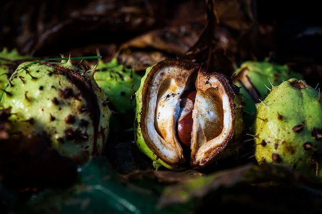 conkers.jpg