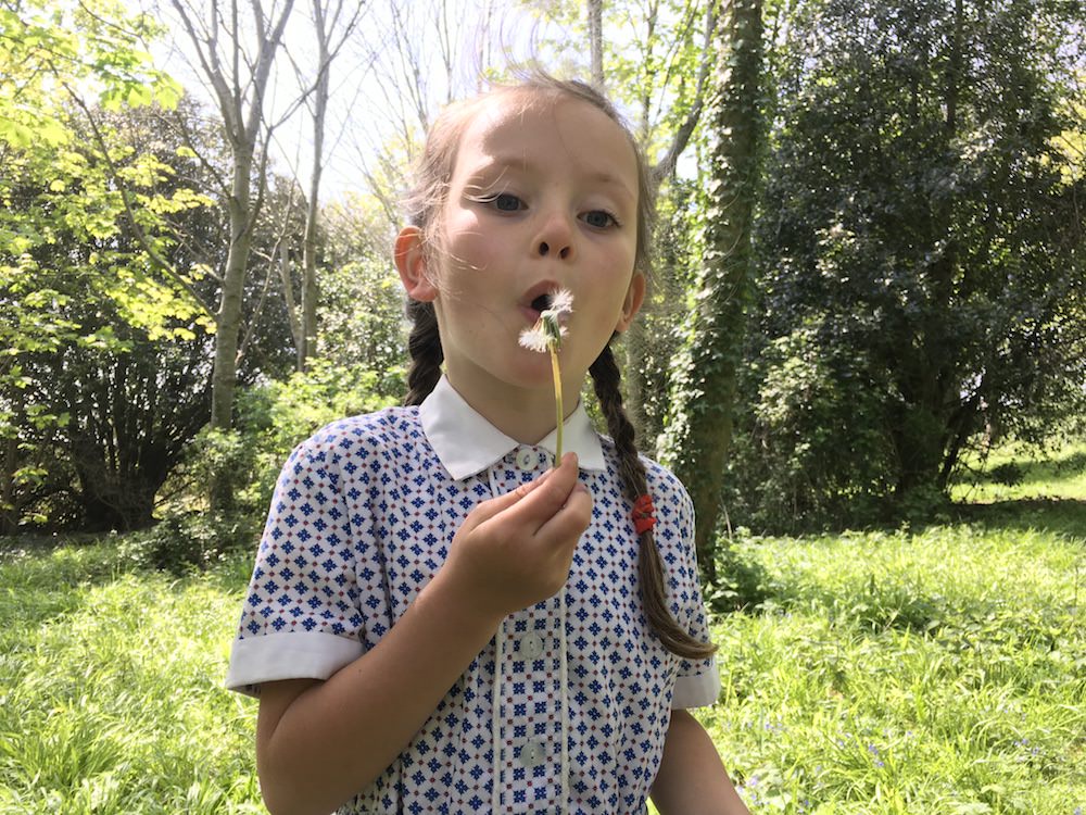 wren-blowing-dandelion.jpeg