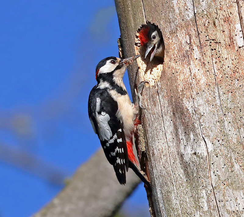 great spotted woodpecker with thanks to walter baxter.jpeg