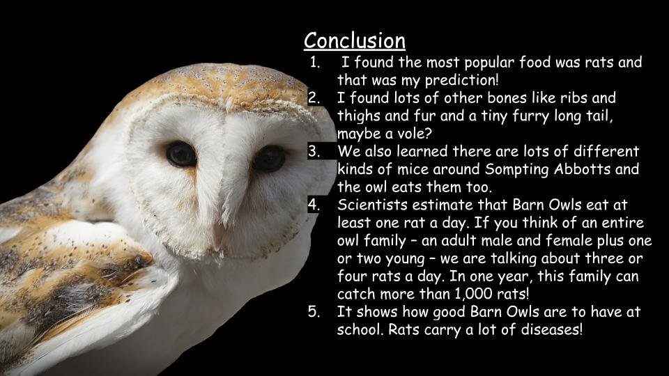 Lab detectives: owl pellet dissection and analysis — Sompting Abbotts