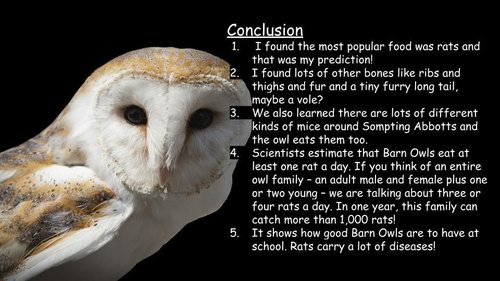 What are owl pellets? Facts for kids from the Barn Owl Trust