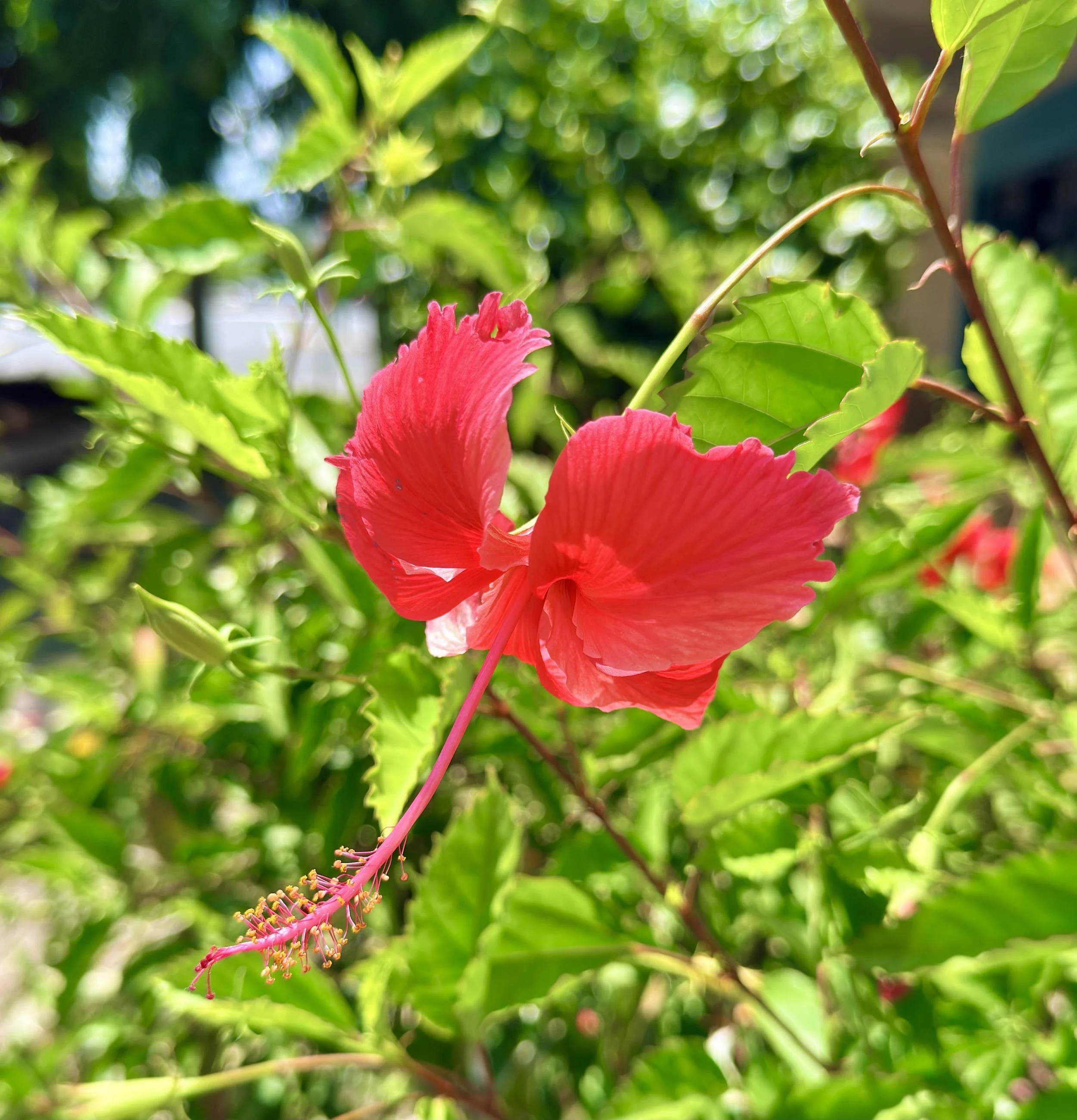 IMG_4488.jpeg