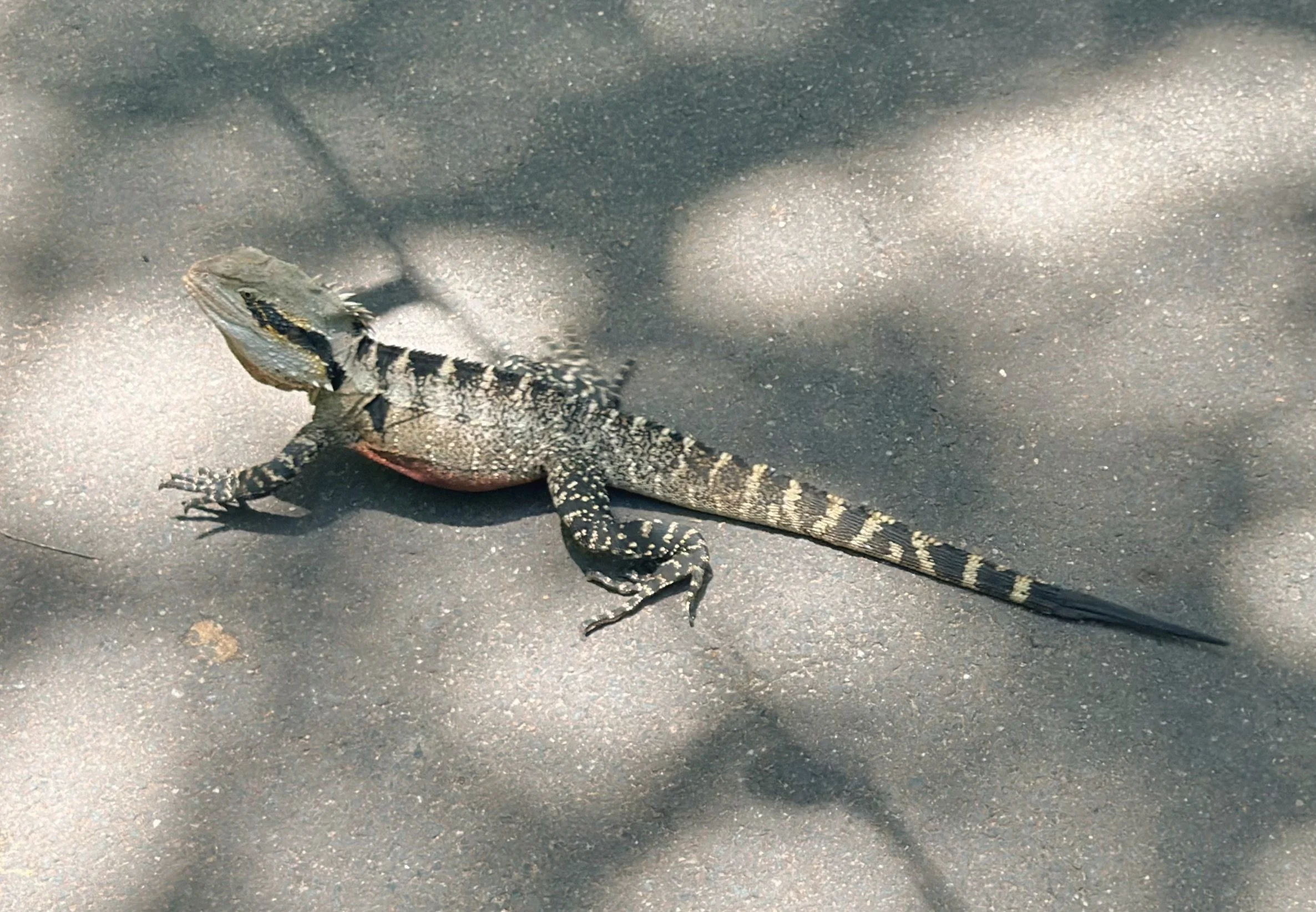 IMG_5672.jpeg