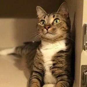 Petunia