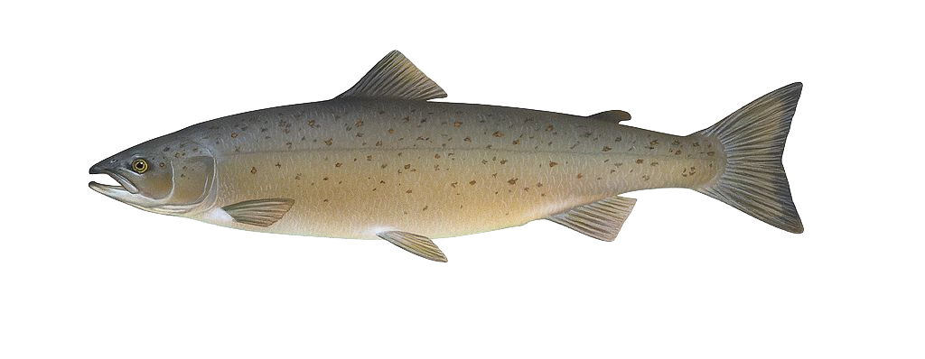 Wild atlantic salmon - rich in Omega 3.