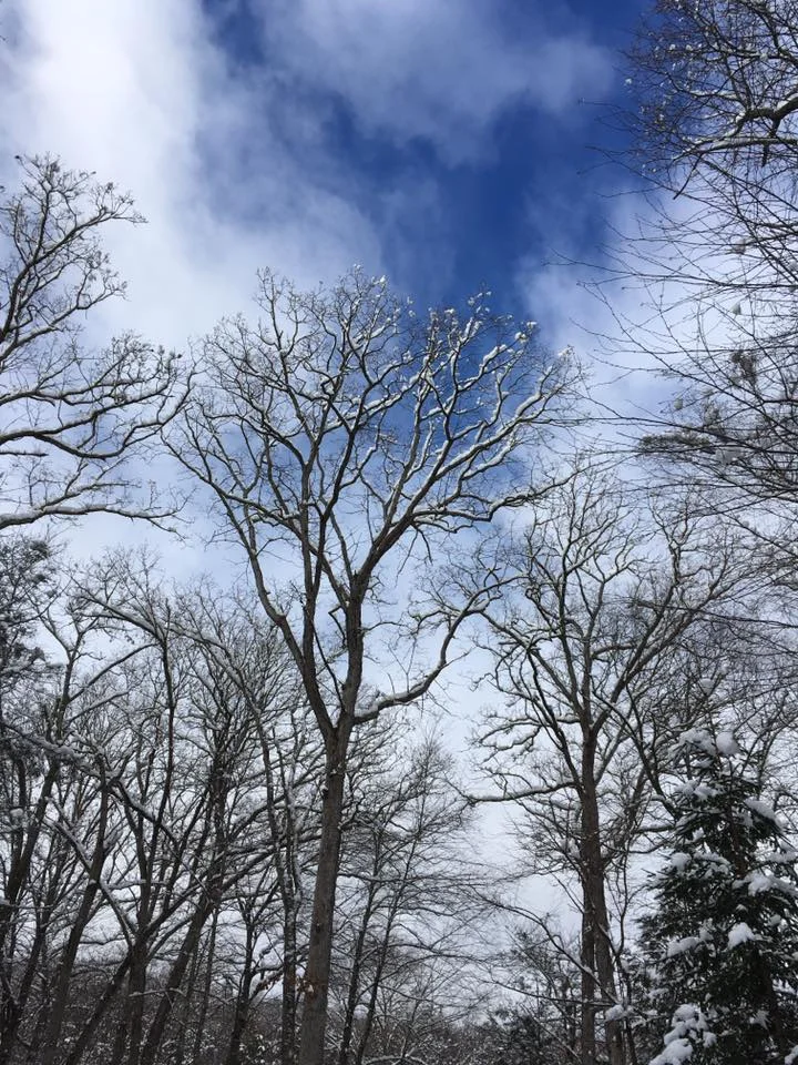 snowytree.jpg