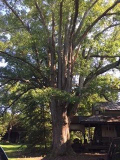 " Stories From a Five Hundred Year Old Tree"
