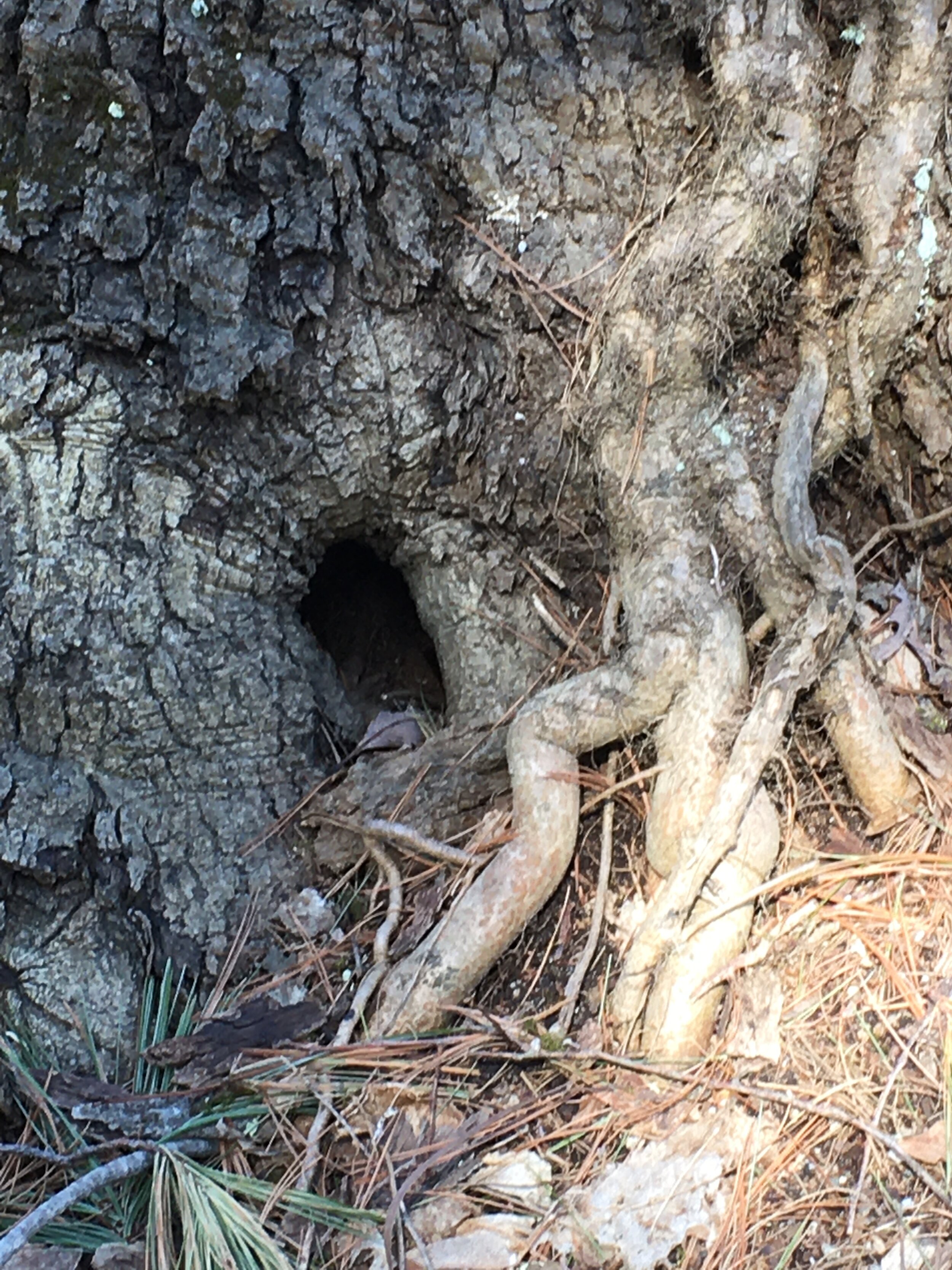 A Tree With a Story to Tell