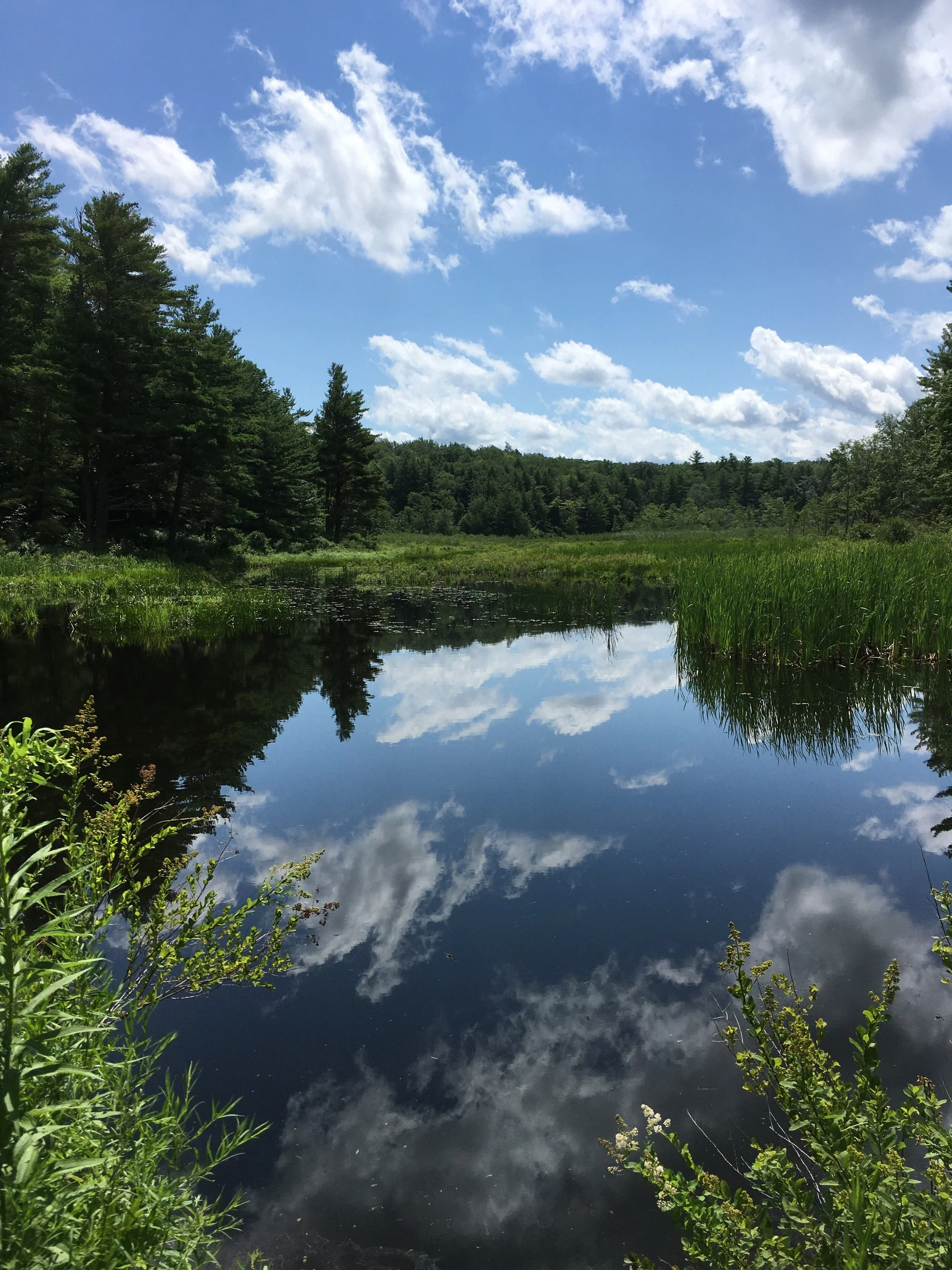 Water Music: Steepletop Reserve
