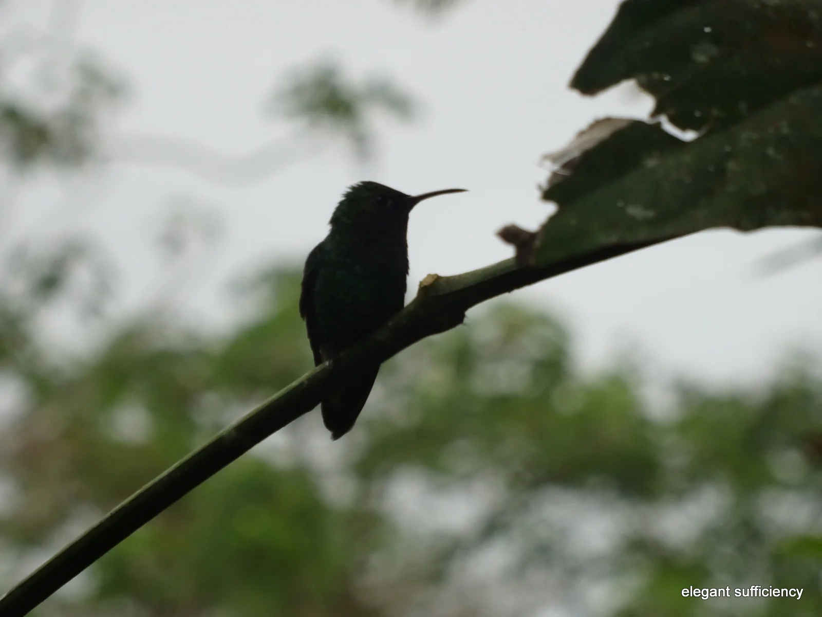 Pura Vida Costa Rica