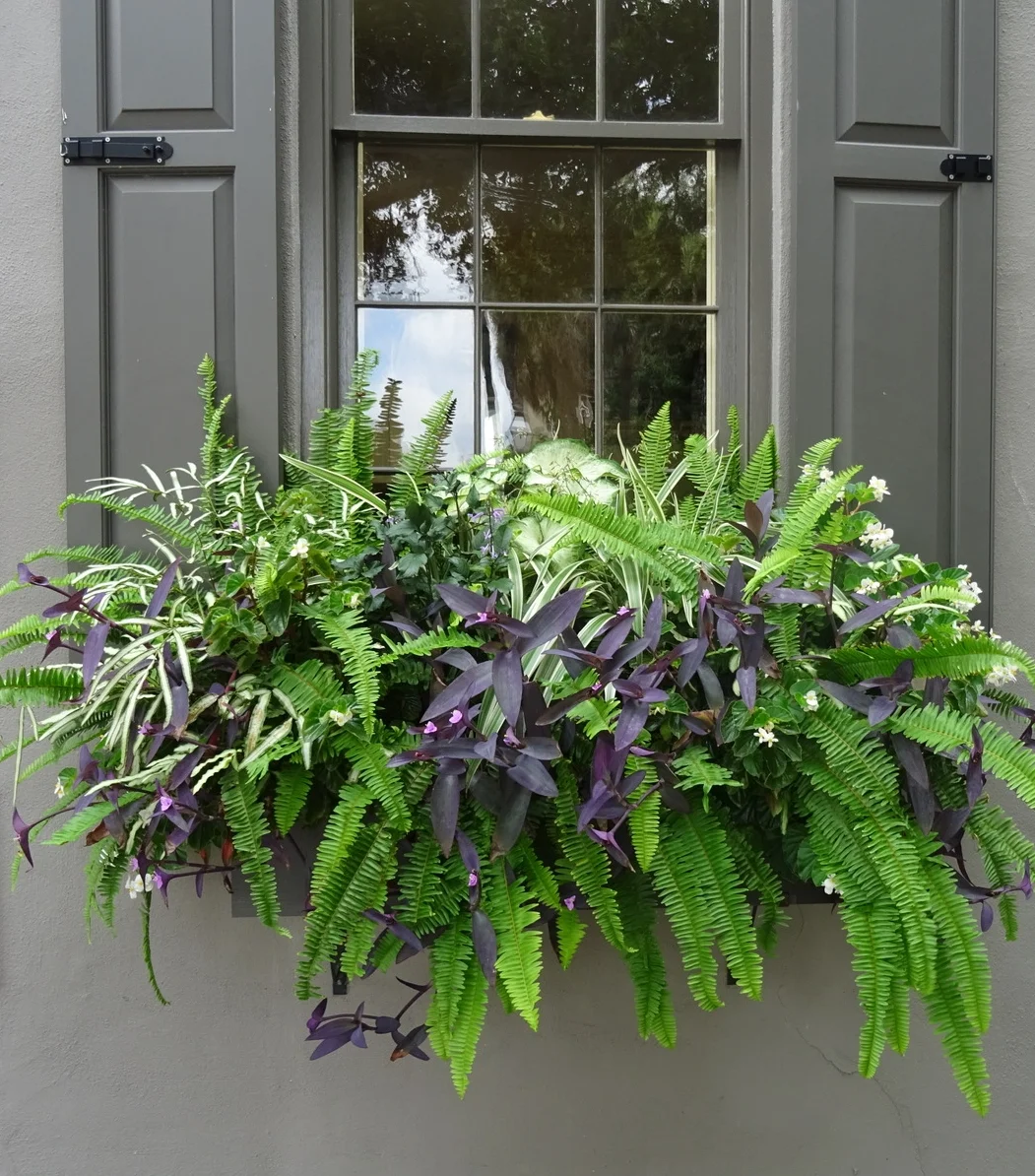 Windowboxes