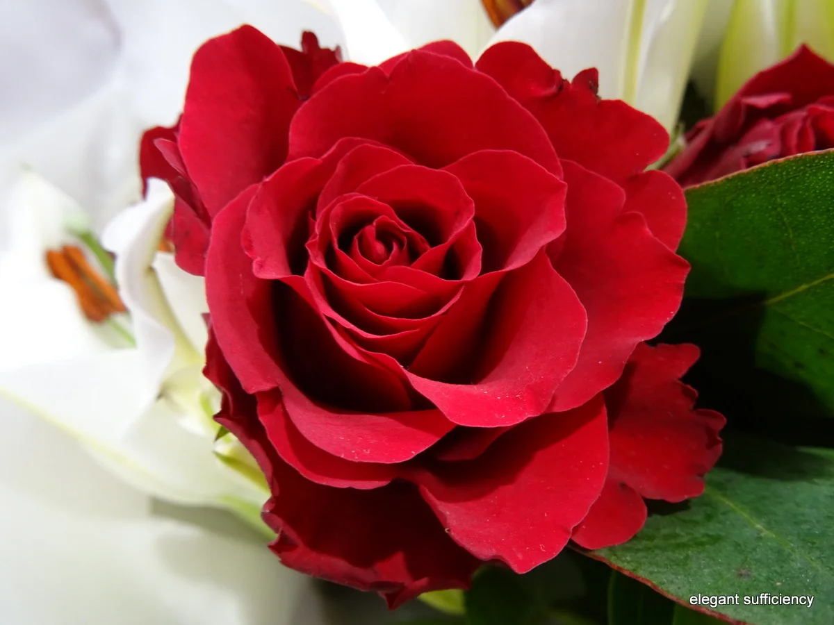 St George&rsquo;s Day