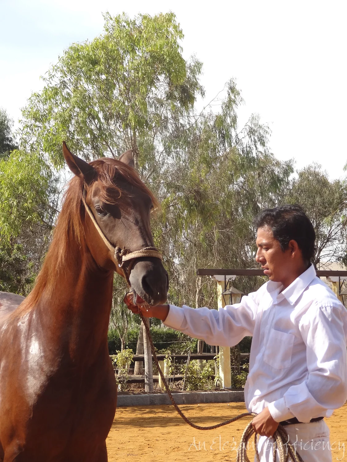 Those horses…