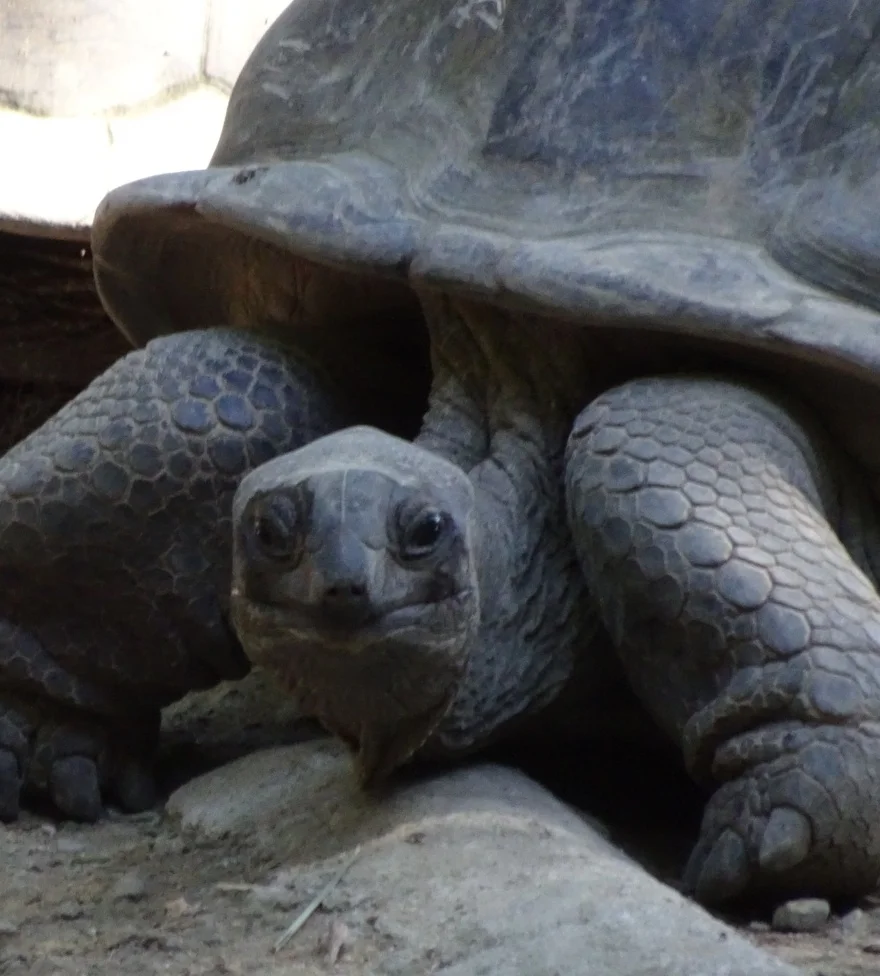 Mon byen, gran mersi