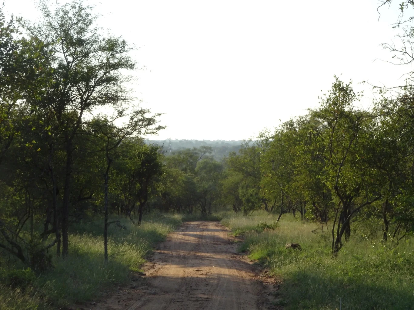 We're going on a lion hunt