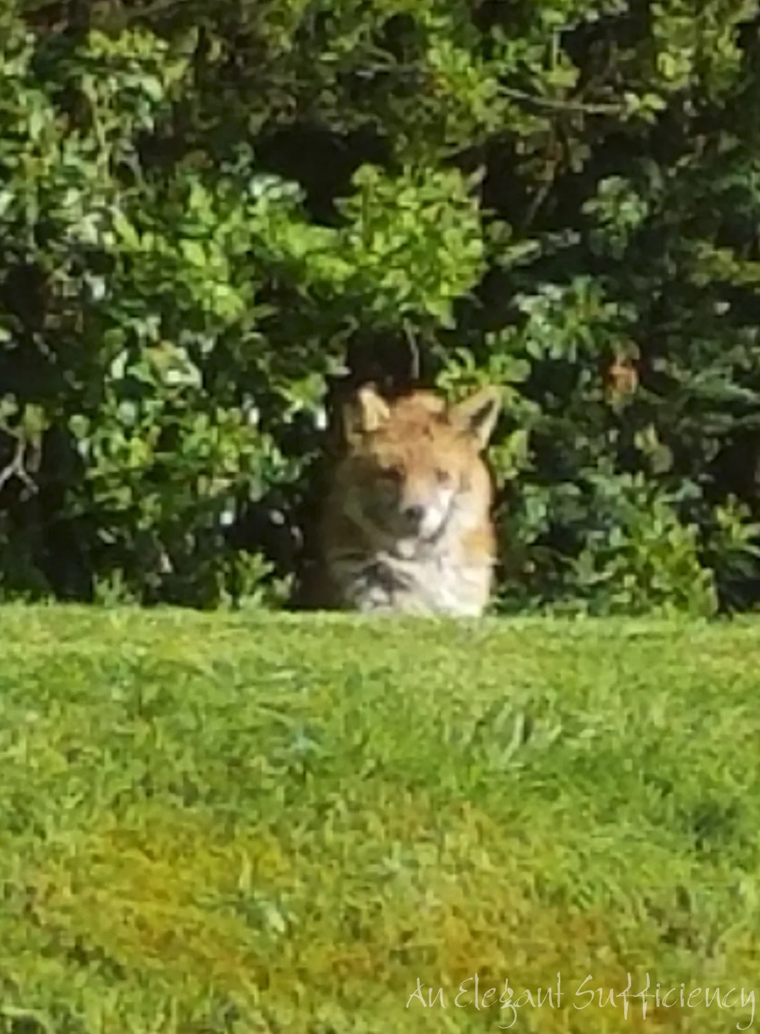 A quiet ta-dah