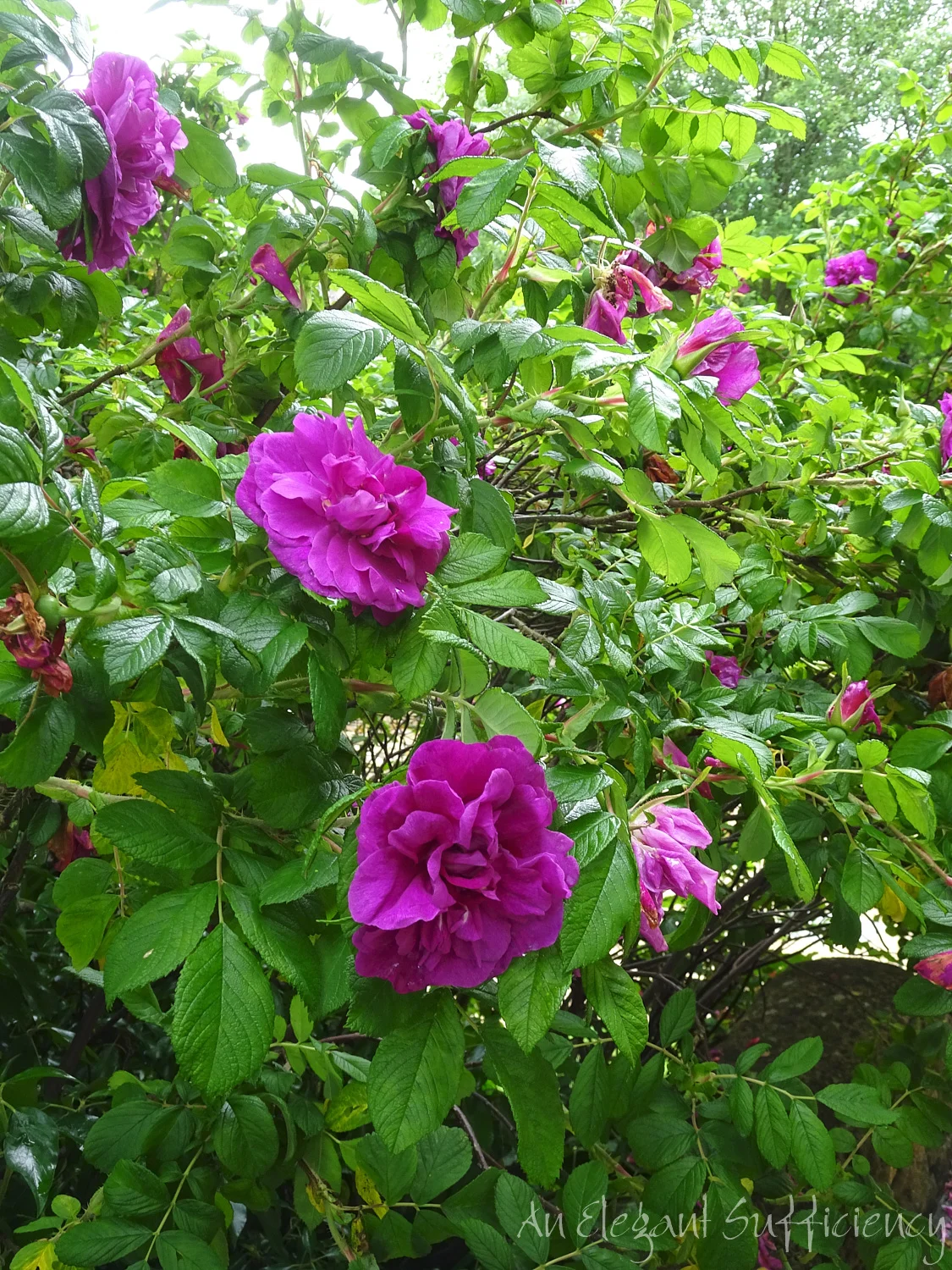 DSC08712.jpg