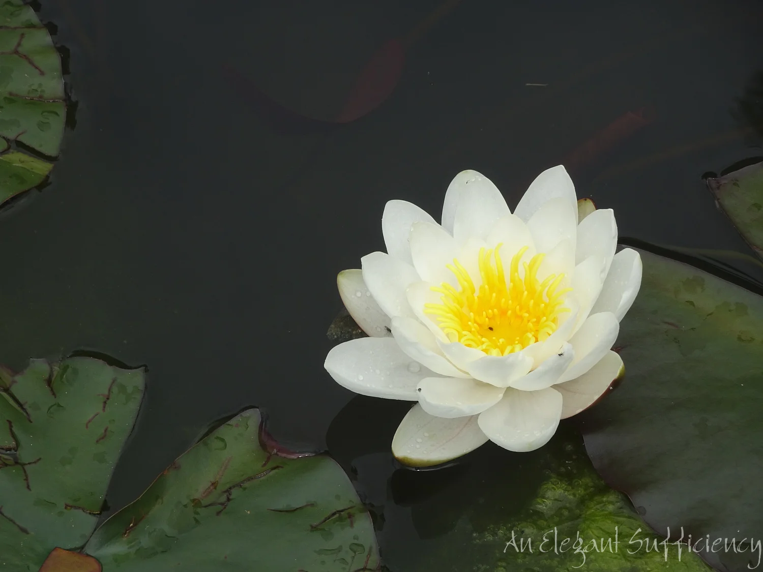 DSC08715.jpg