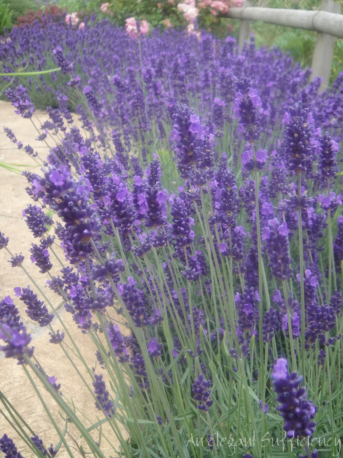 Lavender&rsquo;s blue dilly-dilly