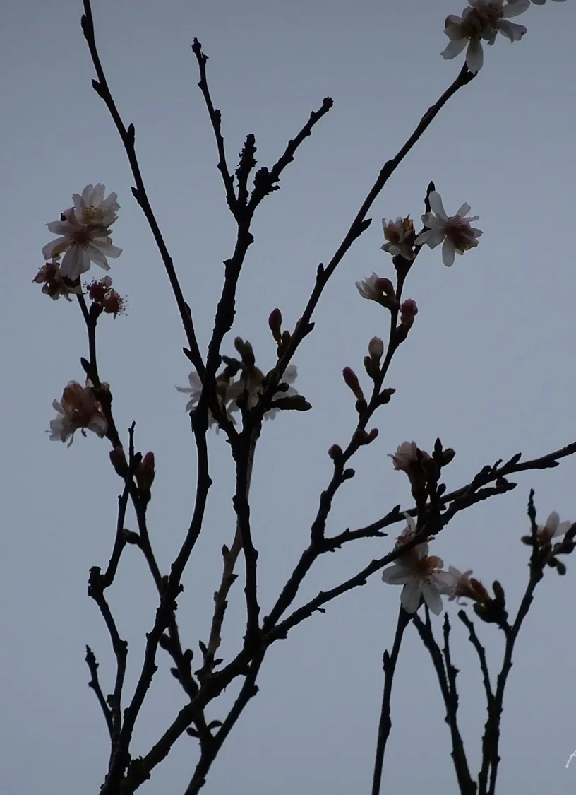 Same procedure every year