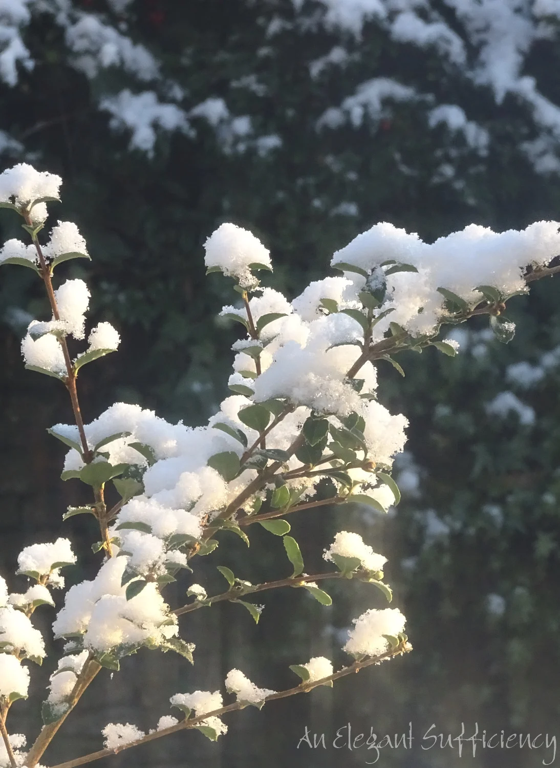 Freshly fallen snow