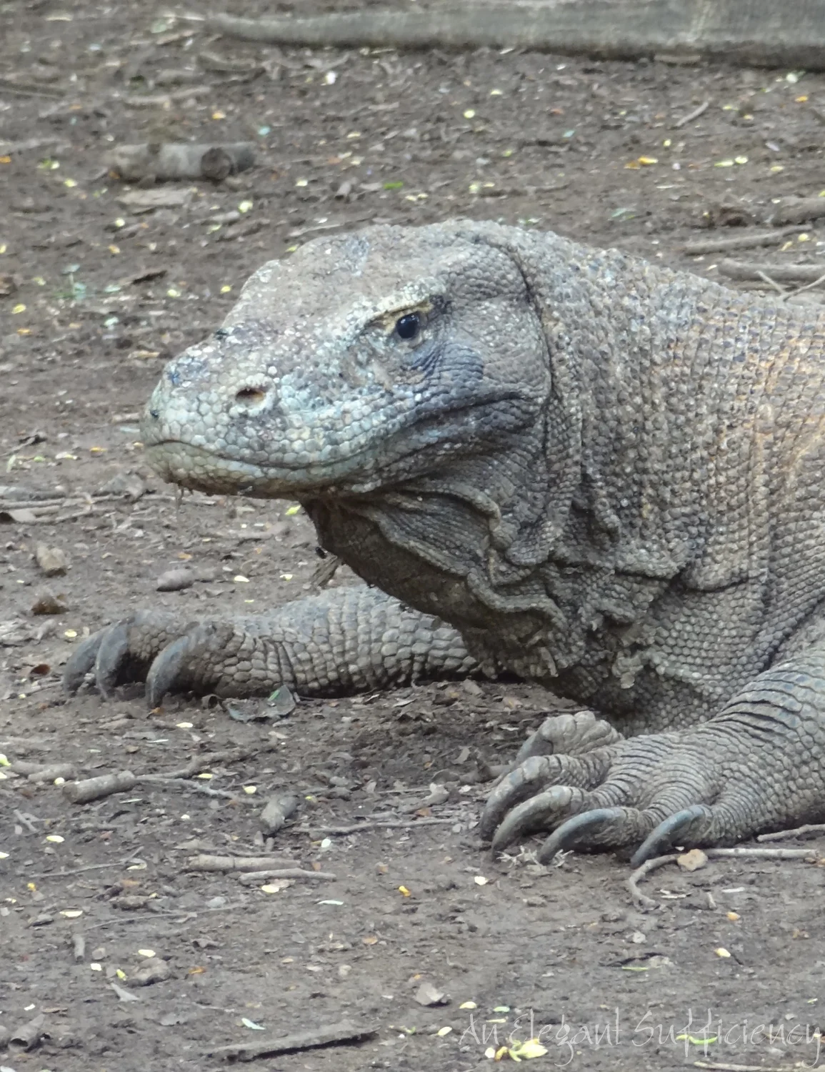 Komodo