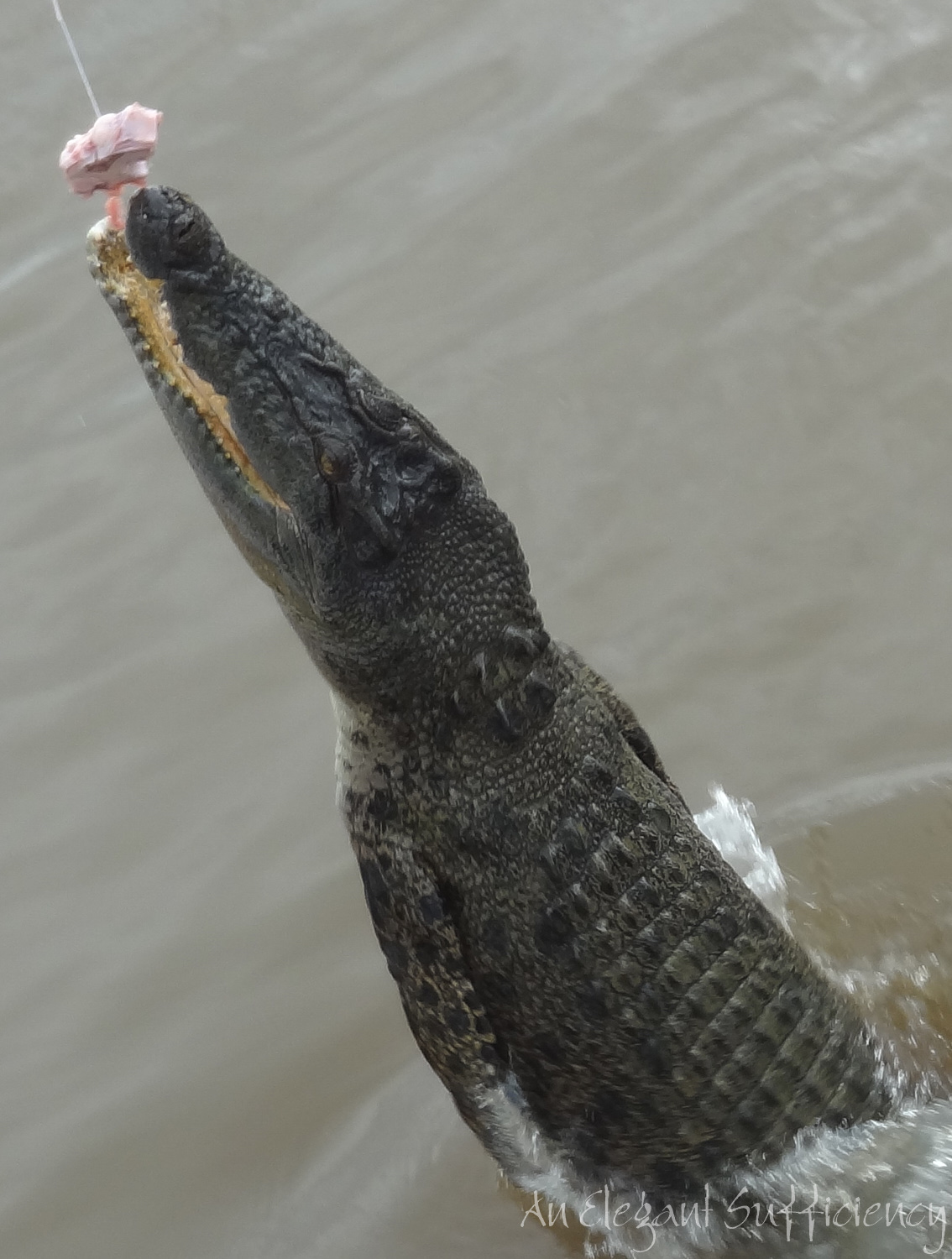 Jumping crocs