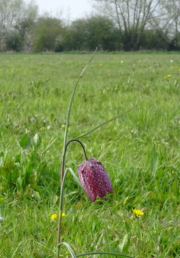 In the Spring meadows