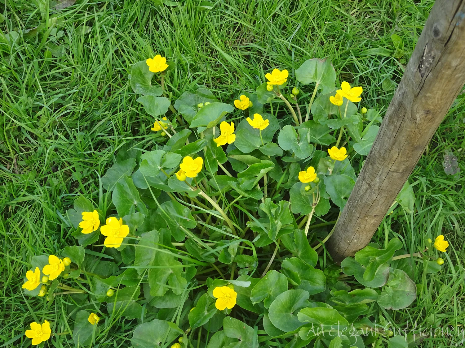 DSC07778.jpg