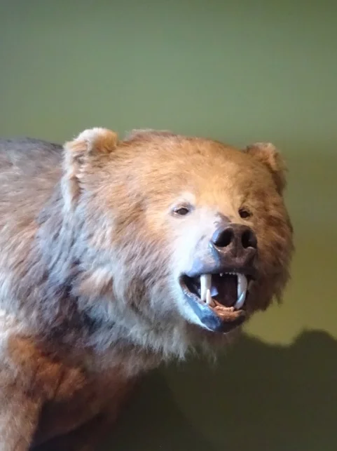 Kodiak: might there be bears?