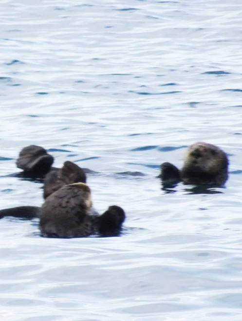 More Sea Otters?