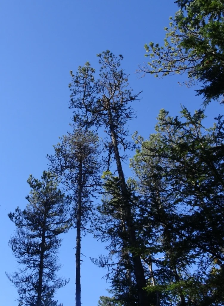 The Chilkot Trail - our Skagway adventure