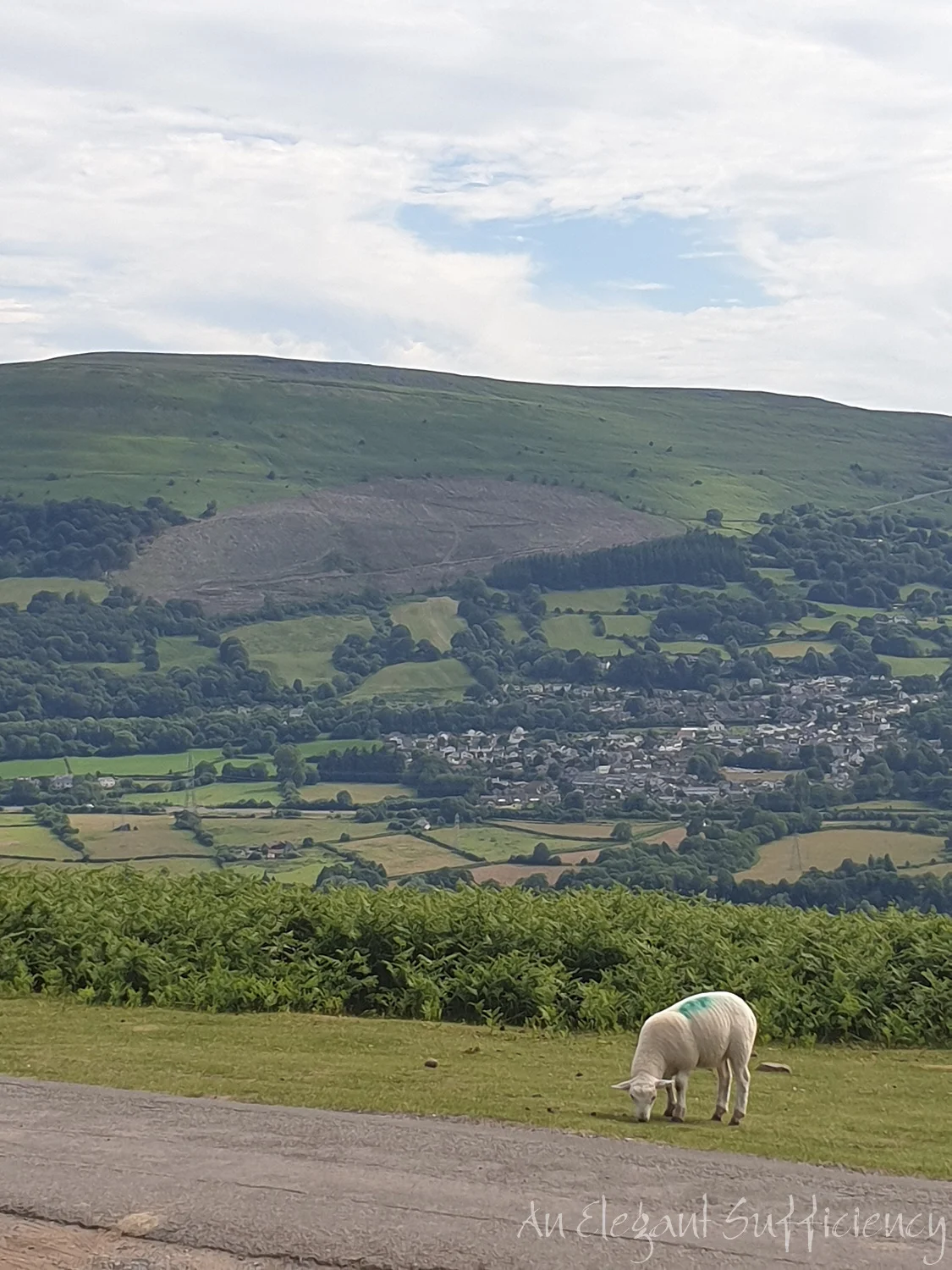 20190705_155259.jpg